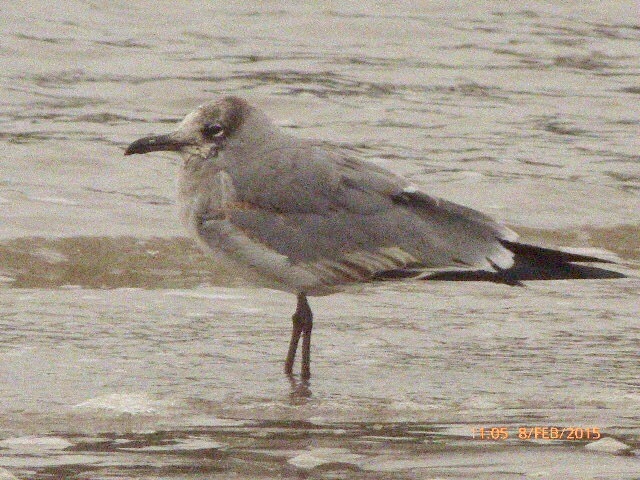 Laughing Gull
