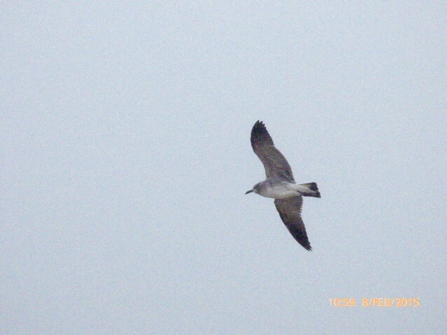 Laughing Gull