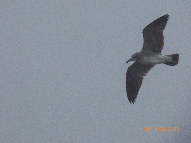 Laughing Gull
