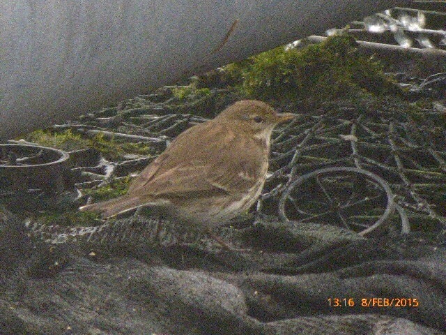 Water Pipit