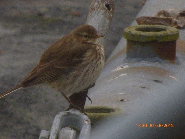 Water Pipit