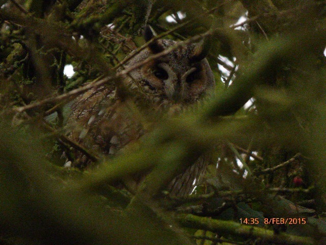 Long-eared Owl