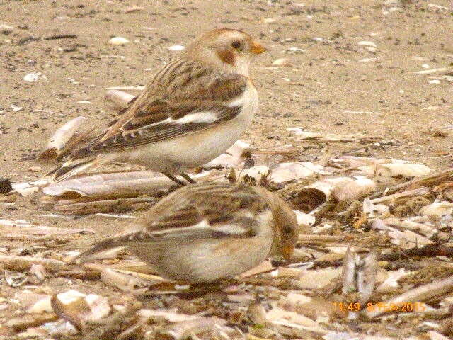 Snow Bunting