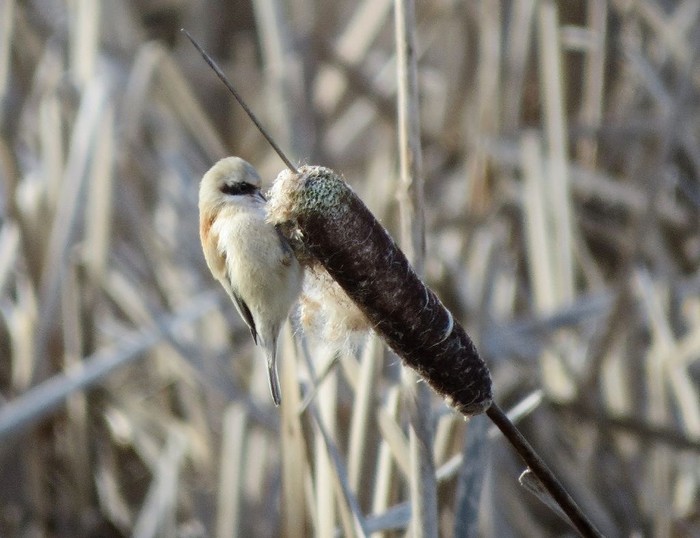Penduline Tit