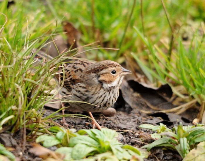 Little Bunting