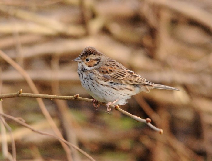 Little Bunting
