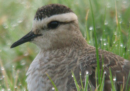 Sociable Plover
