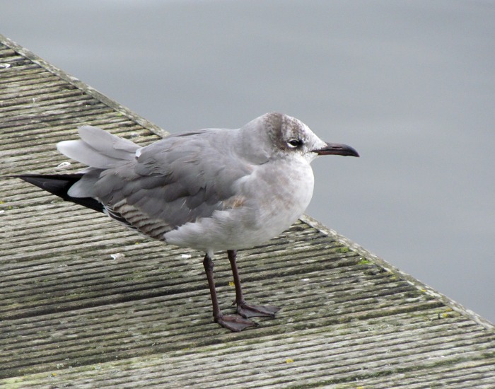Laughing Gull