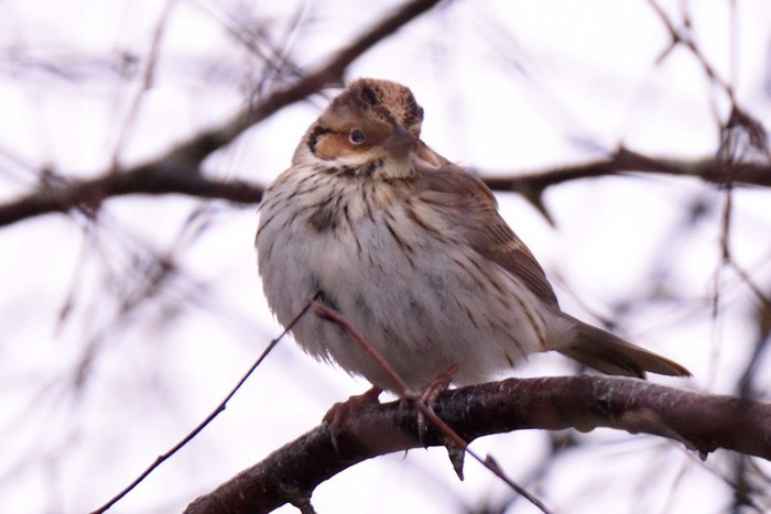 Little Bunting