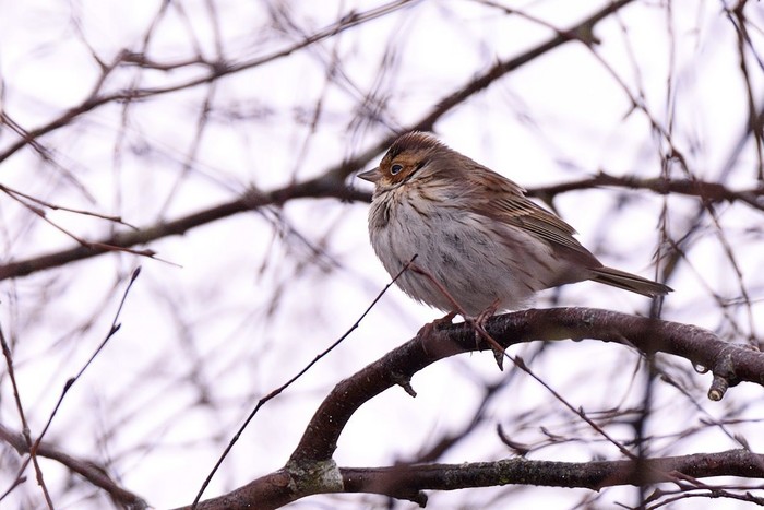 Little Bunting