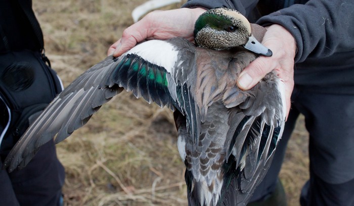 American Wigeon