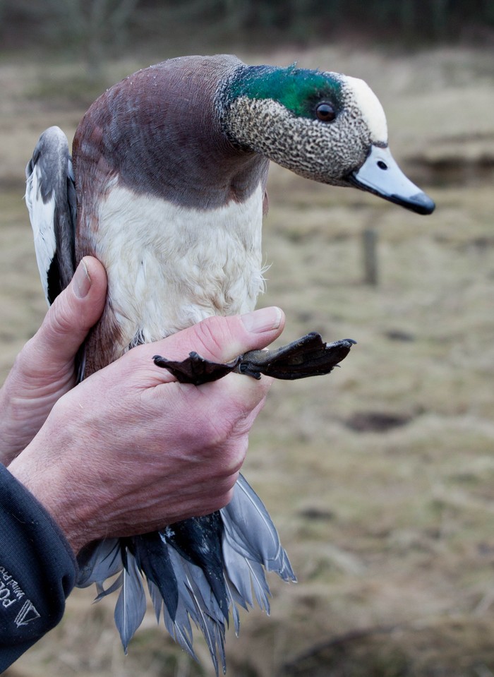 American Wigeon