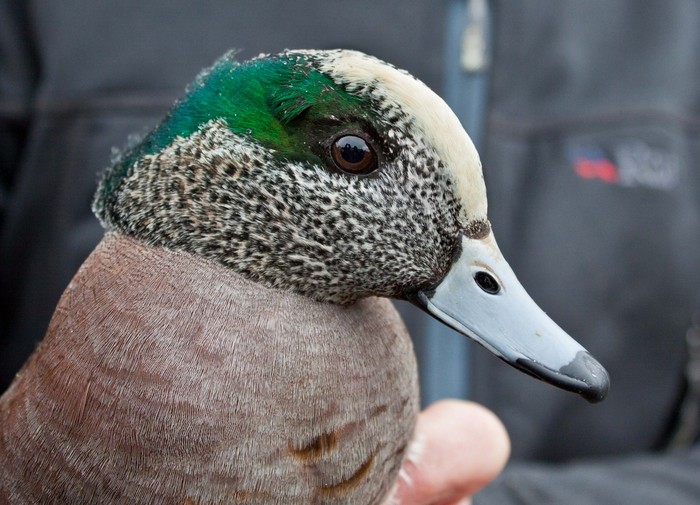 American Wigeon