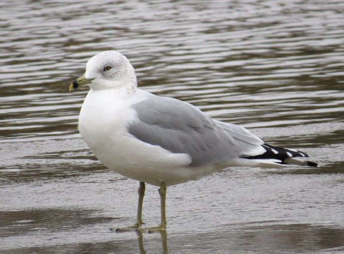 Ring-billed Gull