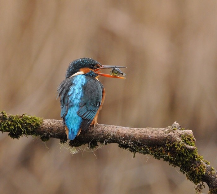 Kingfisher