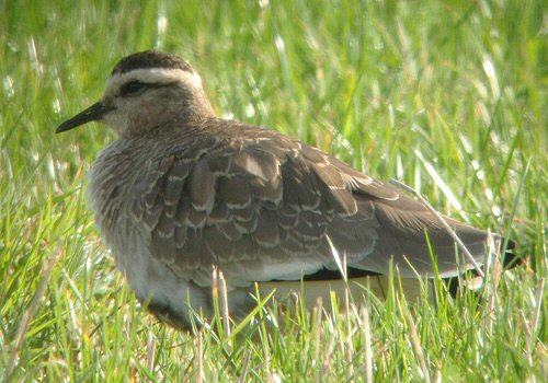 Sociable Plover