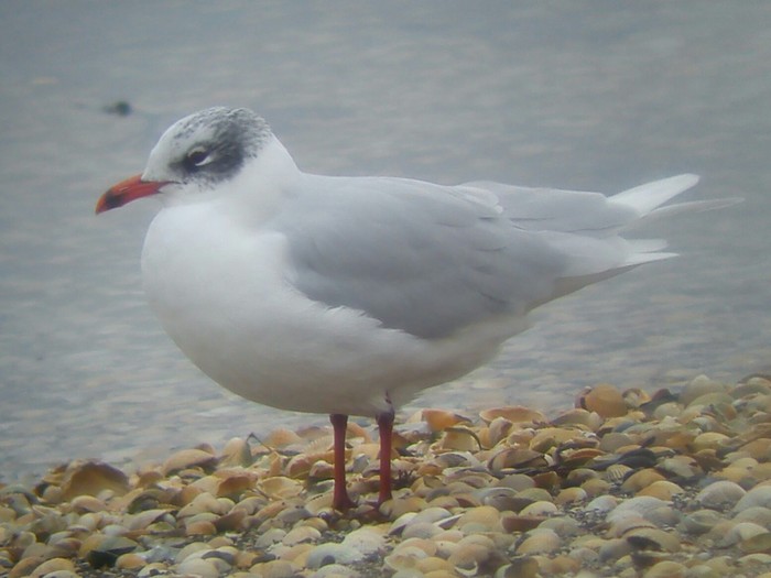 Mediterranean Gull