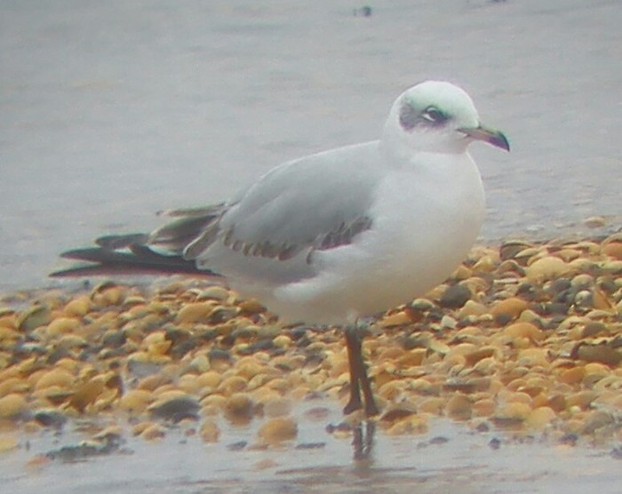 Mediterranean Gull