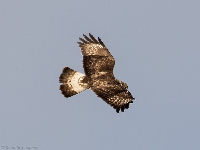 Rough-legged Buzzard