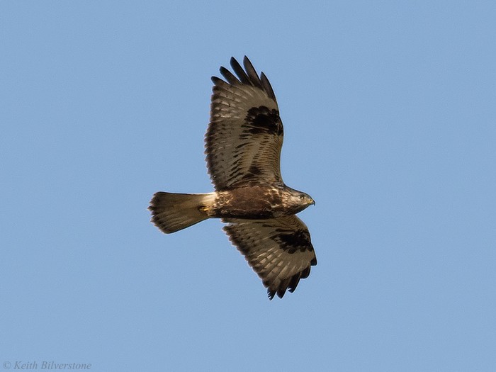 Rough-legged Buzzard