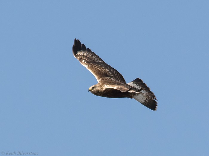 Rough-legged Buzzard