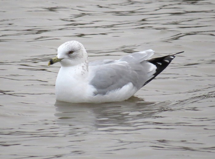Ring-billed Gull