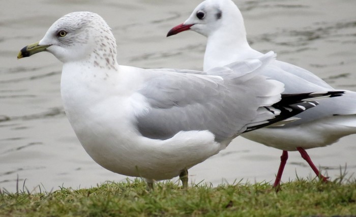 Ring-billed Gull