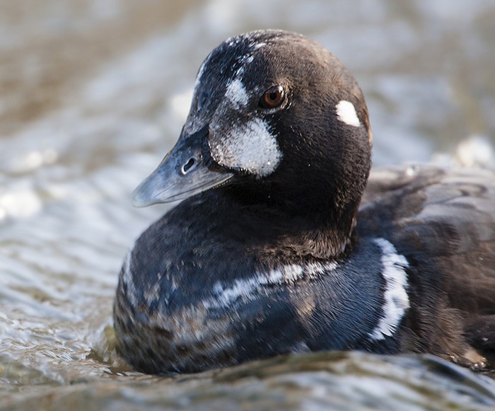 Harlequin Duck