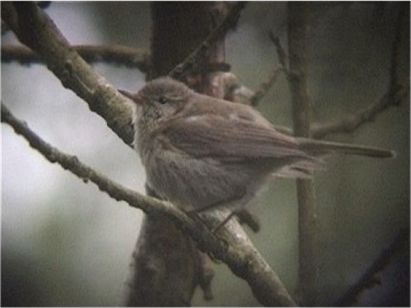 Iberian Chiffchaff