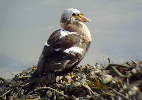 King Eider