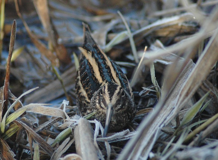 Jack Snipe