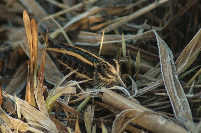 Jack Snipe