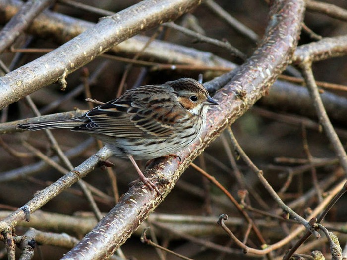 Little Bunting