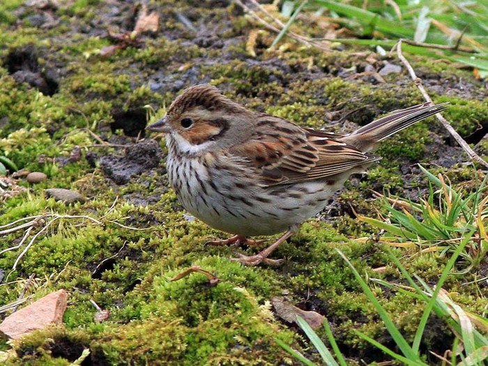 Little Bunting
