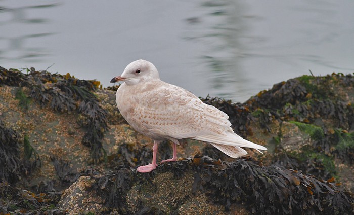Iceland Gull