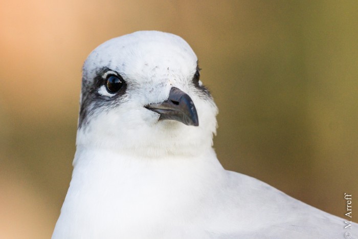 Mediterranean Gull