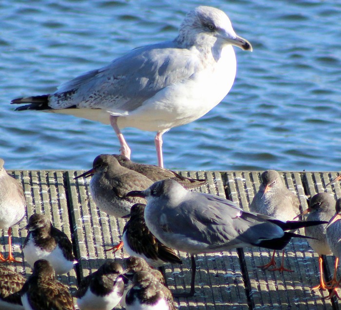 Laughing Gull