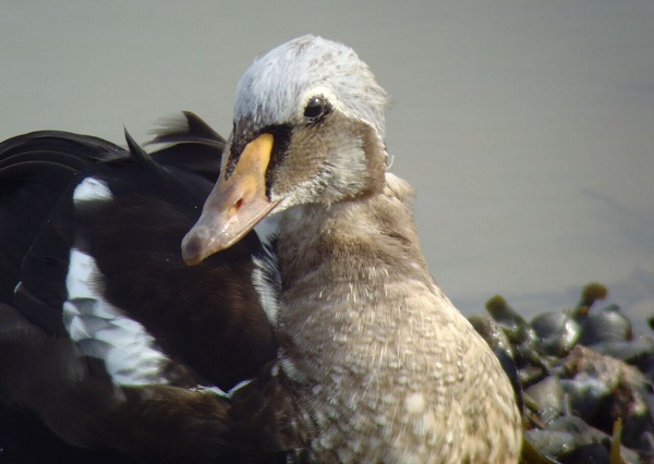 King Eider