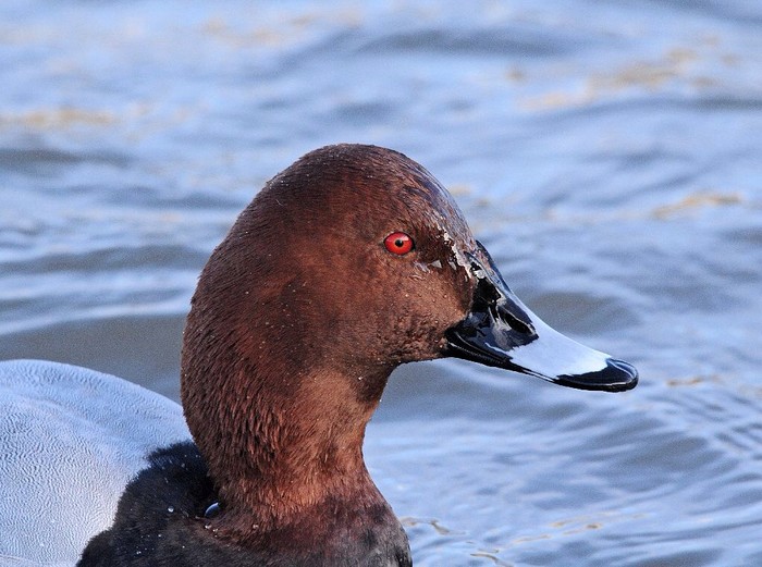Pochard