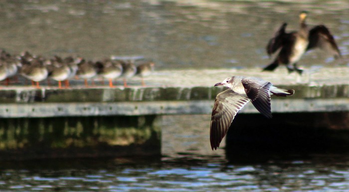 Laughing Gull