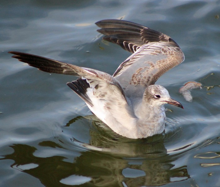 Laughing Gull