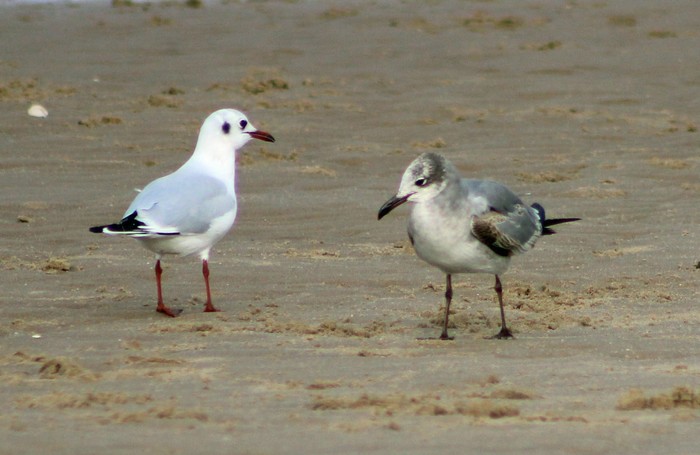 Laughing Gull