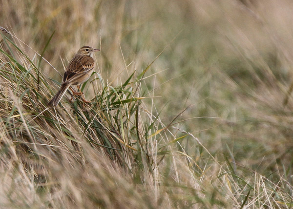Richard's Pipit