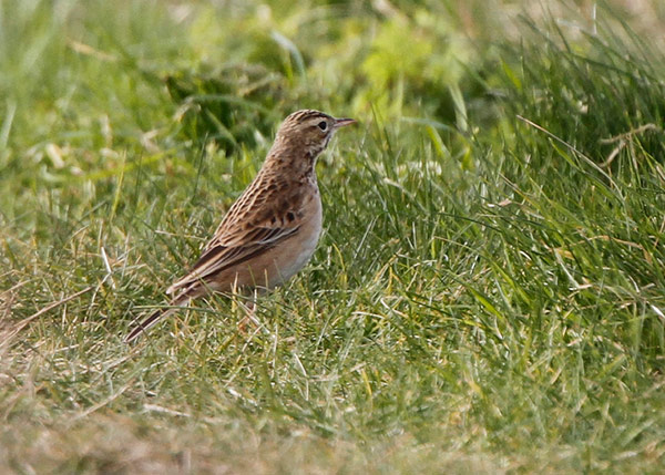 Richard's Pipit