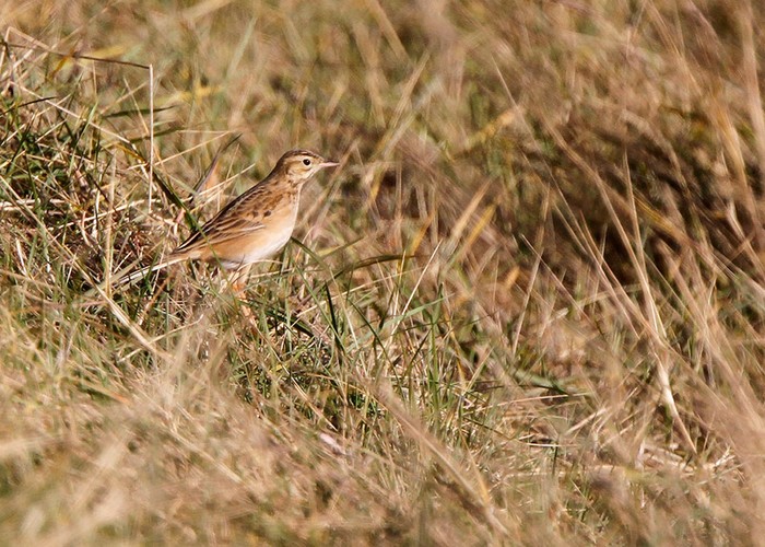 Richard's Pipit