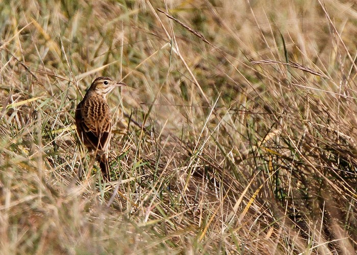 Richard's Pipit