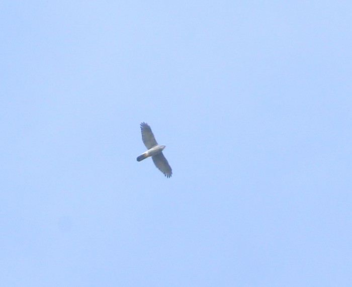 Goshawk