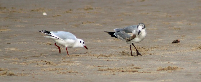 Laughing Gull