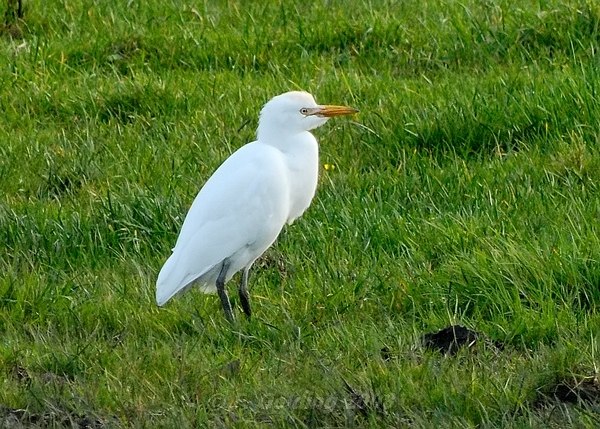Cattle Egret
