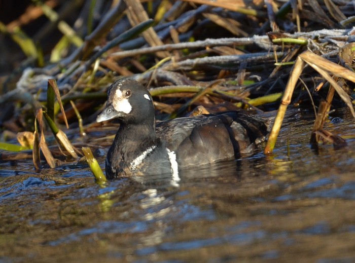 Harlequin Duck